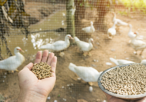 How to optimize the performance of your poultry farm?